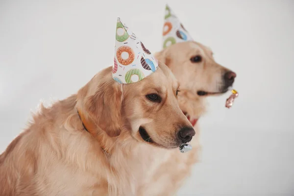 Feestmutsen Het Hoofd Twee Golden Retrievers Samen Studio Tegen Witte — Stockfoto