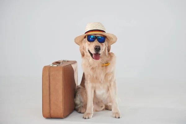 Hat Sunglasses Suitcase Golden Retriever Studio White Background — Stock Photo, Image