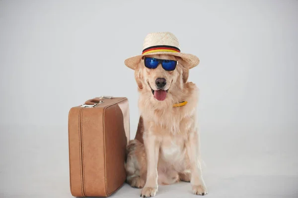 Hat Sunglasses Suitcase Golden Retriever Studio White Background — Stock Photo, Image