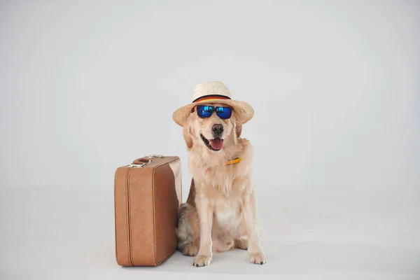 Hat Sunglasses Suitcase Golden Retriever Studio White Background — Stockfoto