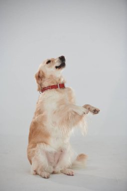 İki ayak üstünde duruyorum. Golden Retriever beyaz arka planda stüdyoda..