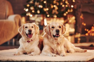 Evde birlikte iki sevimli Golden Retriever. Yeni Yıl Kutlaması.