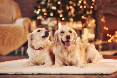 Evde birlikte iki sevimli Golden Retriever. Yeni Yıl Kutlaması.