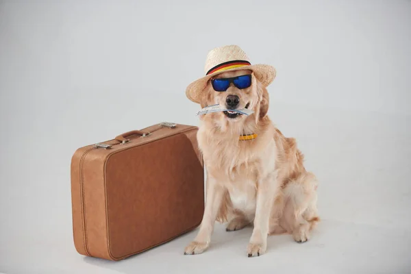 Hat Sunglasses Suitcase Ticket Golden Retriever Studio White Background —  Fotos de Stock