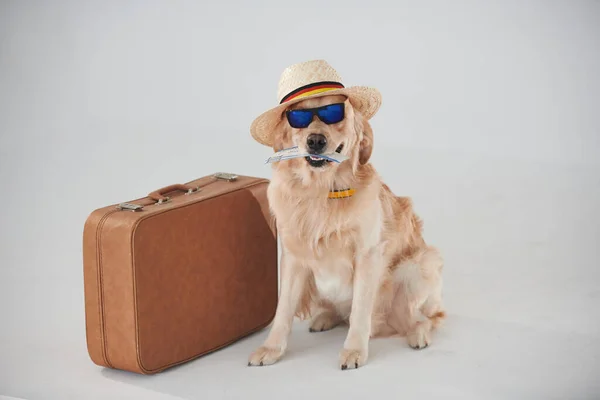 Hat Sunglasses Suitcase Ticket Golden Retriever Studio White Background — Stock Photo, Image