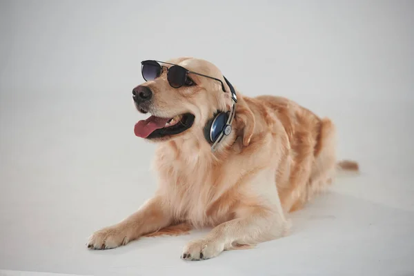 Een Zonnebril Met Een Koptelefoon Golden Retriever Studio Tegen Witte — Stockfoto