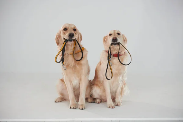 Holds Leash Mouth Two Golden Retrievers Together Studio White Background — Stockfoto