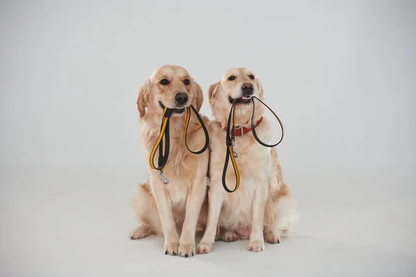 Holds Leash Mouth Two Golden Retrievers Together Studio White Background — Stockfoto