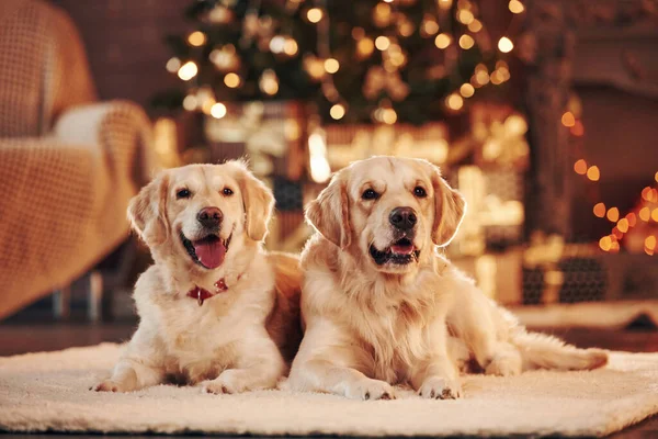 Evde birlikte iki sevimli Golden Retriever. Yeni Yıl Kutlaması.