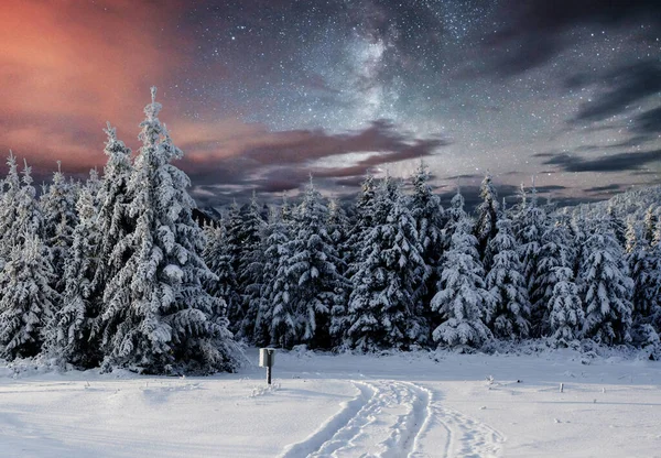Majestosa Paisagem Com Floresta Noite Inverno Com Estrelas Céu Cenário — Fotografia de Stock