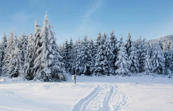 Majestatyczny Krajobraz Lasem Okresie Zimowym Tło Krajobrazu — Zdjęcie stockowe