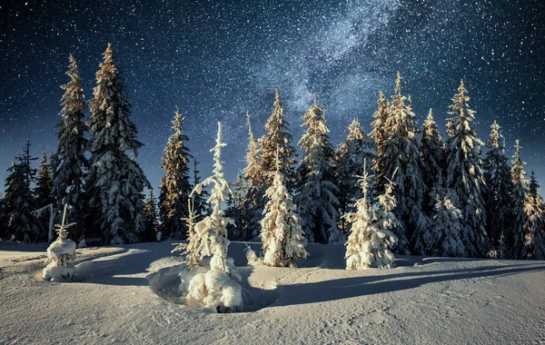 Majestueus Landschap Met Bos Winter Nachts Met Sterren Aan Hemel — Stockfoto