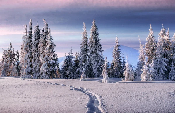 Majestic Landscape Forest Winter Time Scenery Background — Stock Photo, Image