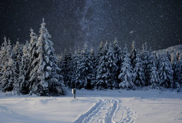 Majestuoso Paisaje Con Bosque Noche Invierno Con Estrellas Cielo Fondo — Foto de Stock