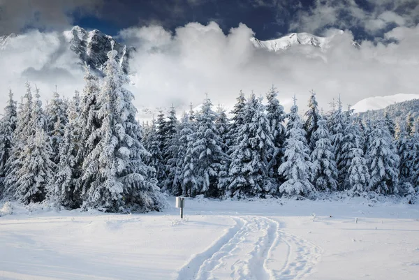 Majestätische Landschaft Mit Wald Zur Winterzeit Hintergrund Der Szenerie — Stockfoto