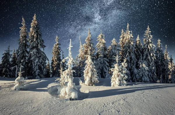 Kış Gecesi Gökyüzünde Yıldızlar Olan Ormanlı Görkemli Bir Manzara Görüntü — Stok fotoğraf