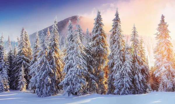 Majestosa Paisagem Com Floresta Inverno Cenário Fundo — Fotografia de Stock