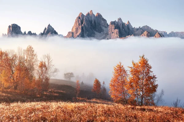 Majestic Landscape Autumn Trees Misty Forest Carpathian Ukraine Europe Beauty — Stock Photo, Image