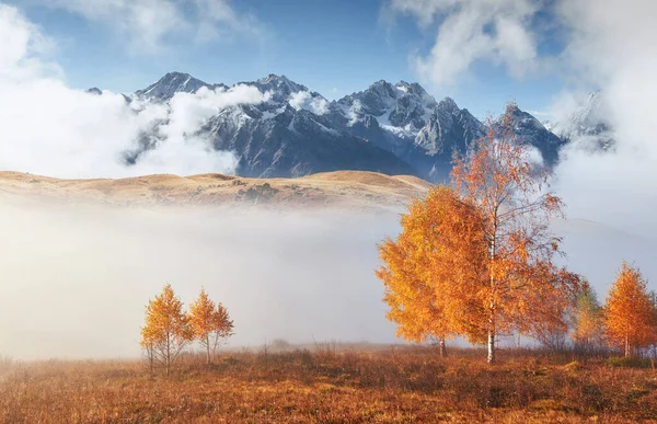 Arbre Brillant Sur Une Pente Colline Avec Des Poutres Ensoleillées — Photo