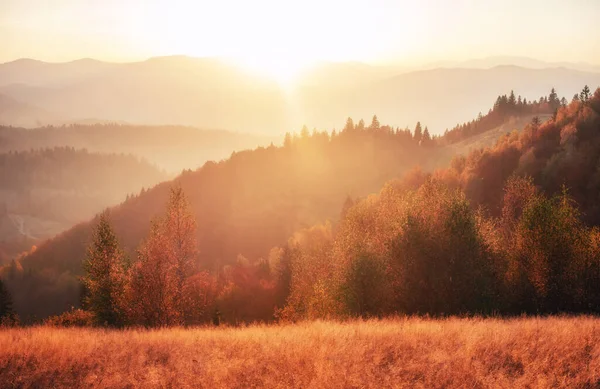 Berkenbos Zonnige Namiddag Terwijl Herfst Seizoen Herfst Landschap Oekraïne Europa — Stockfoto