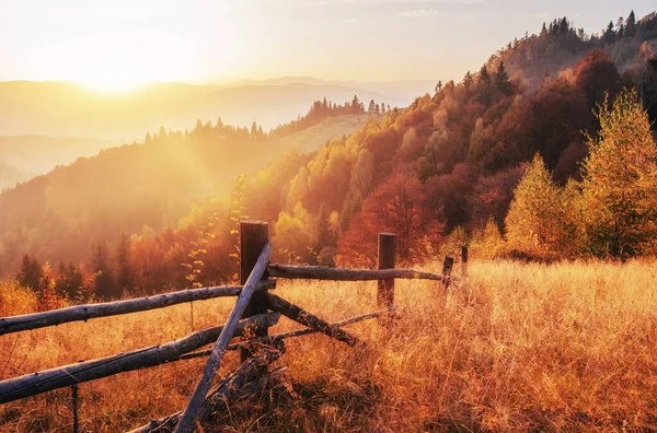 Bříza Lesa Slunné Odpoledne Zatímco Podzimní Sezóny Podzimní Krajina Ukrajina — Stock fotografie