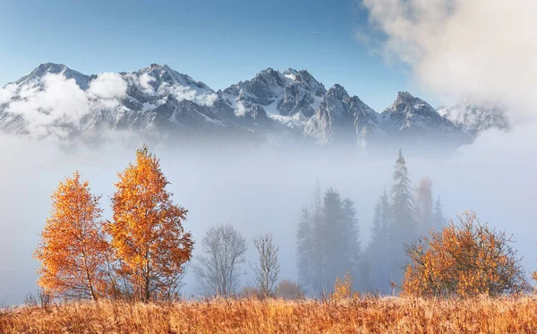 Majestátní Krajina Podzimními Stromy Zamlženém Lese Karpat Ukrajina Evropa Svět — Stock fotografie