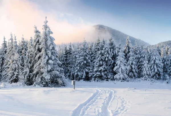 Paesaggio Maestoso Con Foresta Durante Inverno Sfondo Del Paesaggio — Foto Stock