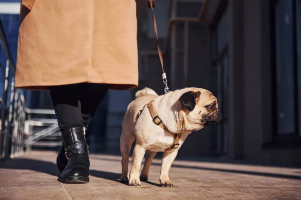 Grounded View Woman Coat Have Walk Her Little Cute Dog — Stockfoto