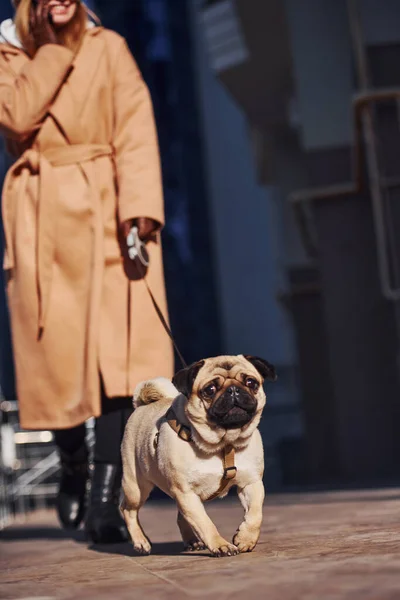 Woman Warm Clothes Have Walk Her Little Pug Dog Business — Foto Stock