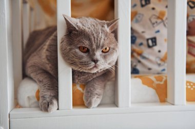 Portrait of beautiful short haired cat that lying on the bed indoors.