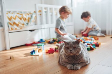 Cat sitting in front of two little boys that have fun indoors in the bedroom with plastic construction set.