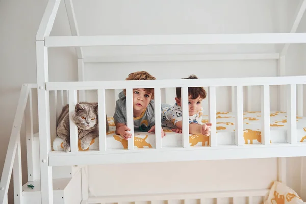 Two Little Boys Resting Have Fun Indoors Bedroom Together Cat — Foto Stock