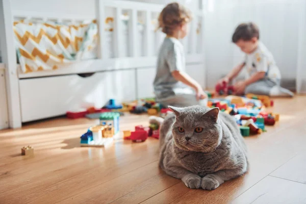 Cat Sitting Front Two Little Boys Have Fun Indoors Bedroom — Stockfoto