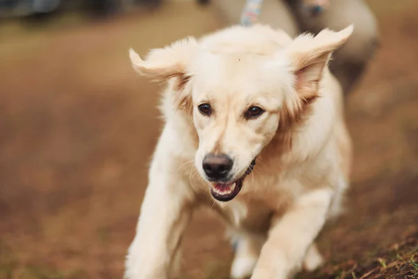 Close View Cute Happy Dog Running Forest His Owner Background — стоковое фото