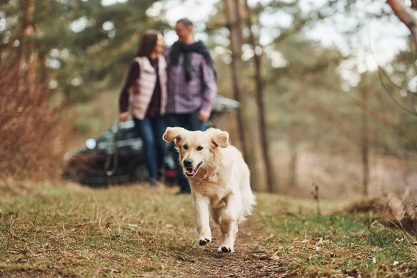 Happy mature couple have a walk with their dog in autumn or spring forest near modern car.