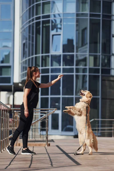 Young positive woman have fun and doing tricks with her dog when have a walk outdoors near business building.