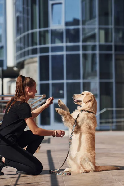 Young positive woman have fun and doing tricks with her dog when have a walk outdoors near business building.