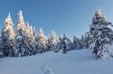 Clear blue sky. Magical winter landscape with snow covered trees at daytime.