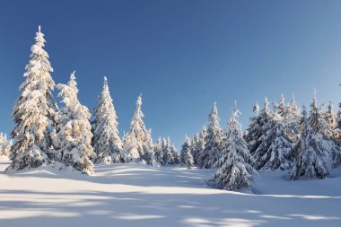Clear blue sky. Magical winter landscape with snow covered trees at daytime.