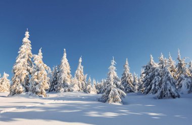 Güneşli bir hava. Gündüz vakti karla kaplı ağaçlarla büyüleyici kış manzarası.