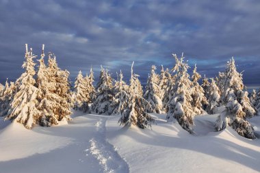 Bulutlu gökyüzü. Gündüz vakti karla kaplı ağaçlarla büyüleyici kış manzarası.