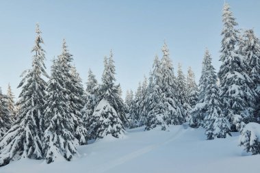 Magical winter landscape with snow covered trees at daytime.