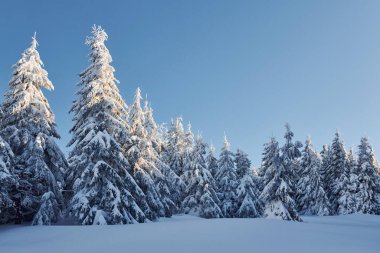 Clear blue sky. Magical winter landscape with snow covered trees at daytime.