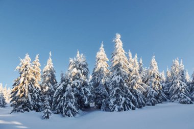 Clear blue sky. Magical winter landscape with snow covered trees at daytime.