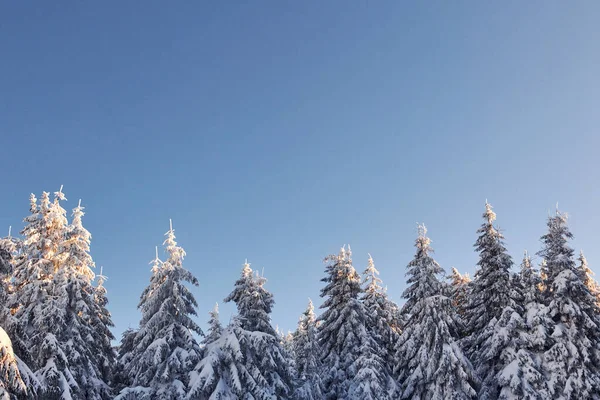 Açık Mavi Gökyüzü Gündüz Vakti Karla Kaplı Ağaçlarla Büyüleyici Kış — Stok fotoğraf