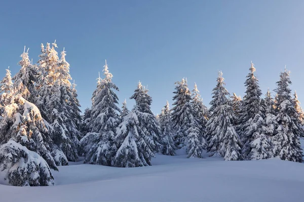 晴朗的蓝天 神奇的冬季风景 白雪覆盖着树木 — 图库照片