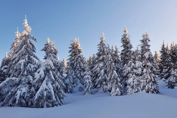 Clear Blue Sky Magical Winter Landscape Snow Covered Trees Daytime — стоковое фото