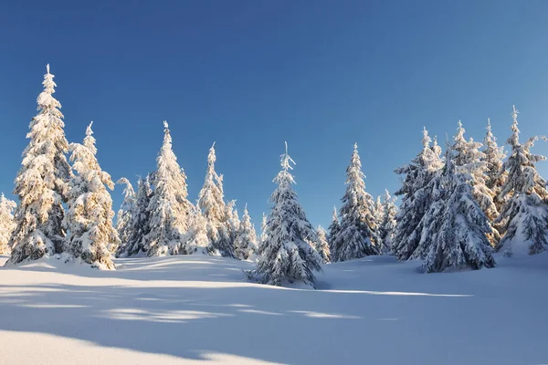 Açık mavi gökyüzü. Gündüz vakti karla kaplı ağaçlarla büyüleyici kış manzarası.