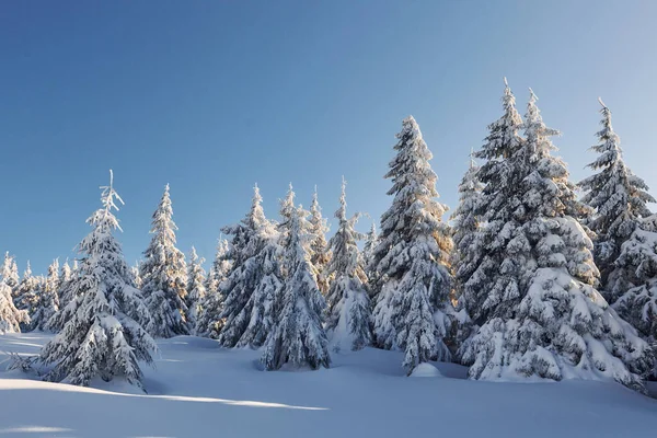 Clear Blue Sky Magical Winter Landscape Snow Covered Trees Daytime — Foto Stock