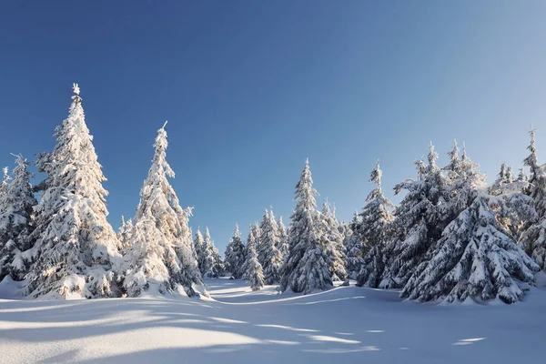 Tempo Ensolarado Paisagem Mágica Inverno Com Árvores Cobertas Neve Durante — Fotografia de Stock